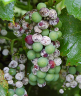 Early Season Disease Management in Wisconsin Vineyards