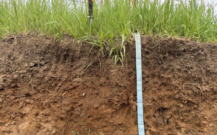 How Phosphorus and Potassium Move (or Don’t): The Agronomy Behind Stratification