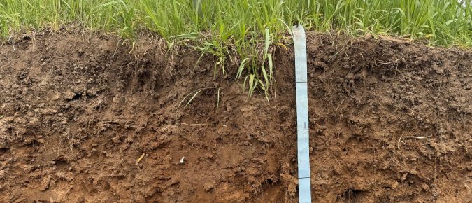How Phosphorus and Potassium Move (or Don’t): The Agronomy Behind Stratification