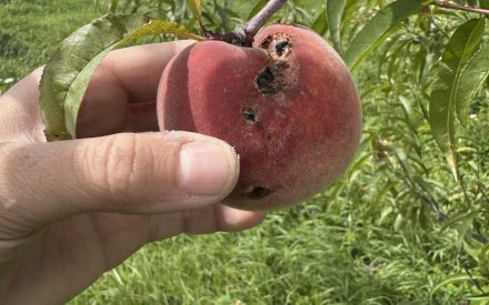 Notes from the Field: A Growers Perspective – Ben Kraus Chat #10