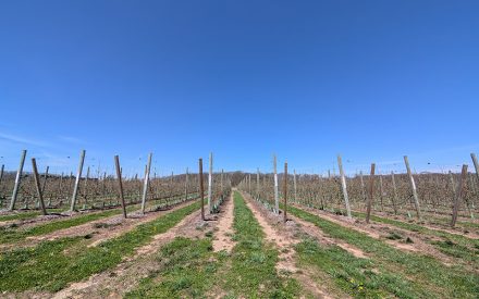 Wisconsin Apple Disease Update: High-Risk Conditions in Wisconsin