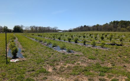 Notes from the Field: A Grower’s Perspective – Erin Warner #1