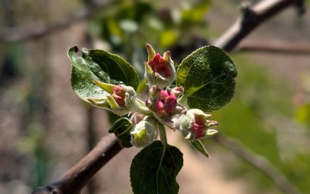 Wisconsin Fruit Crop Scouting Report: April 22, 2026