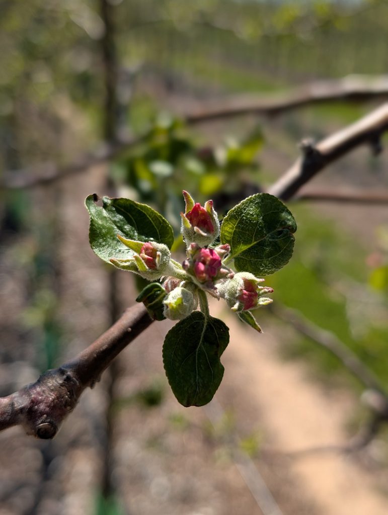 Wisconsin Fruit Crop Scouting Report: April 22, 2026