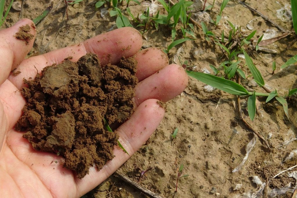 A hand holding brown, healthy soil.