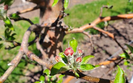 Apple Shoot Blight Management: What Should Wisconsin Growers Do Now?
