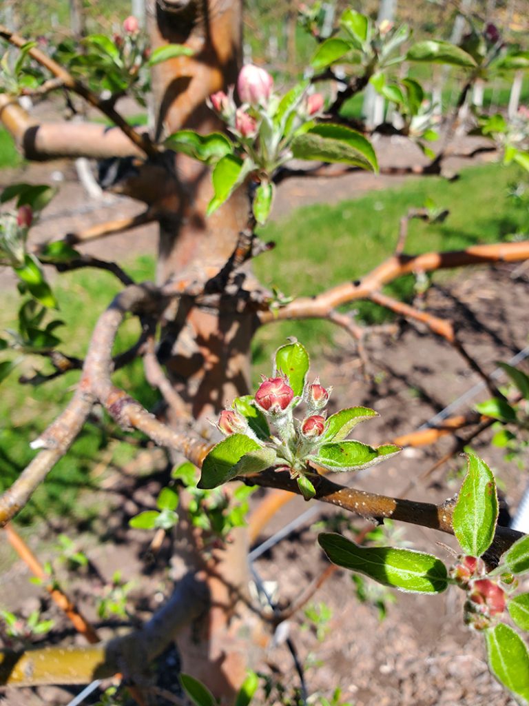 Honeycrisp apple branch with clusters of pink flower buds and green leaves at early bloom stage on a trellised tree.