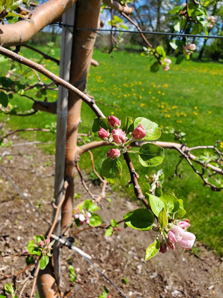 Liberty apple branch with pink buds and partially open blossoms, supported by trellis wire with grass orchard background.