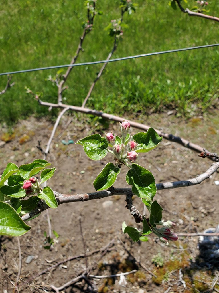 Snow Sweet apple branch with multiple pink flower buds and small emerging leaves along a horizontal limb above bare soil.