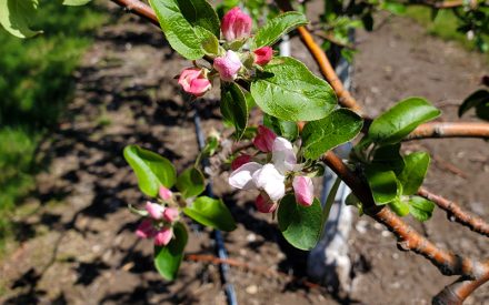 Wisconsin Fruit Crop Scouting Report: May 20, 2026