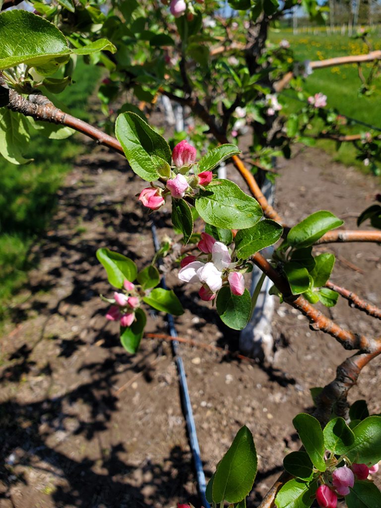 Zestar apple branch with pink buds and partially open blossoms at bloom stage on a trellised tree.
