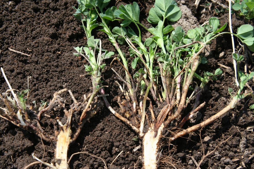 Two dug-up alfalfa plants show brown, rotting tissue inside the roots and crowns, indicating severe internal winterkill damage.