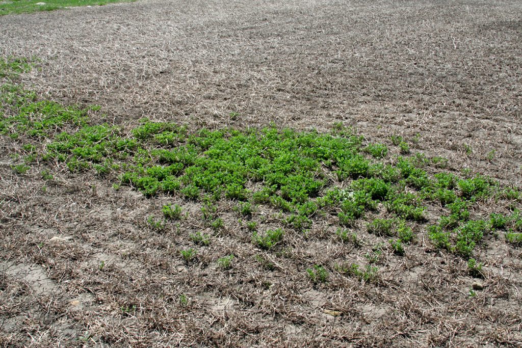 A wide field of brown, dead alfalfa with only a small, isolated patch of green plants surviving in the center.