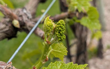 Petiole Sampling for Determining Fertilization Needs in Cold-Climate Grapes
