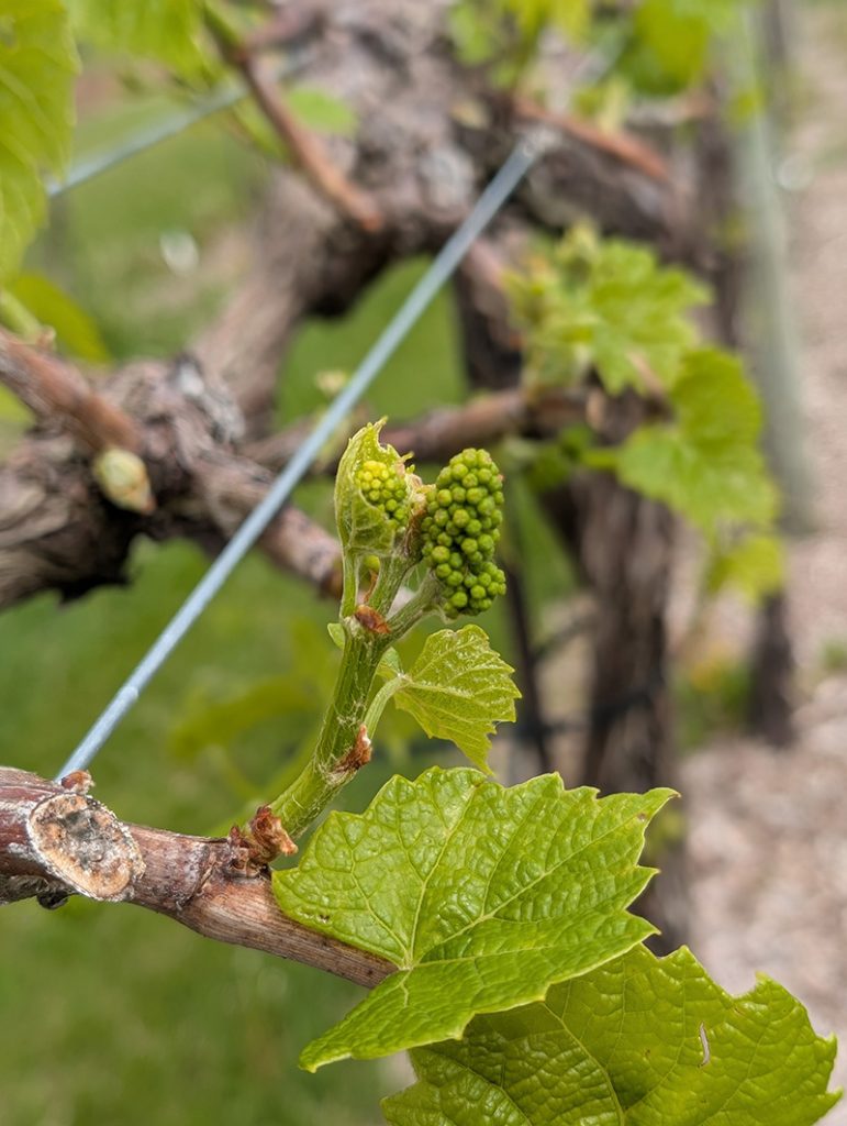 Developing Brianna grape clusters on a vine shoot with small green berries and emerging leaves at early growth stage.