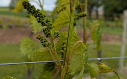 Protecting Grape Clusters During the Critical Pre-Bloom to Post-Bloom Period