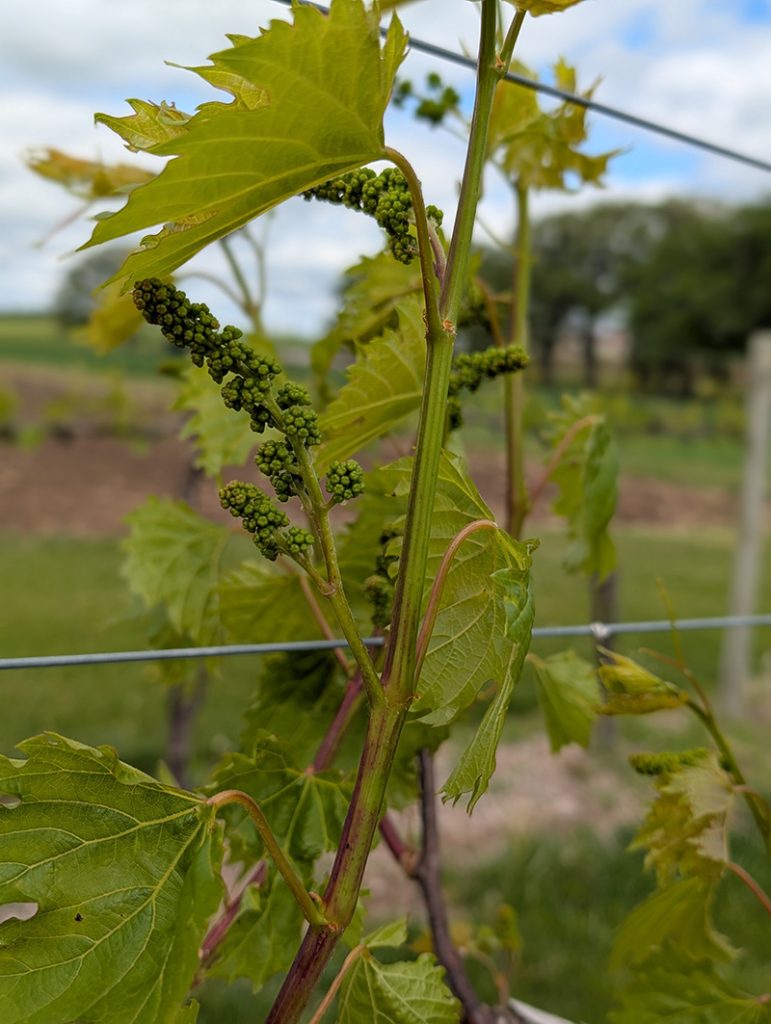 Frontenac grapevine shoot with multiple elongated green flower clusters and expanding leaves on a trellised vine.