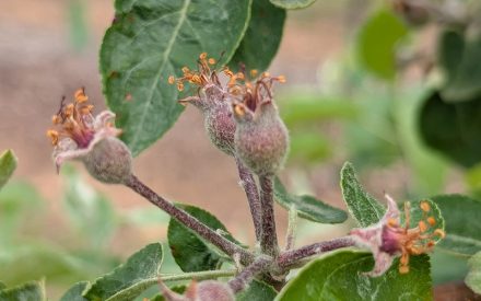 Notes from the Field: A Grower’s Perspective – Erin Warner #2
