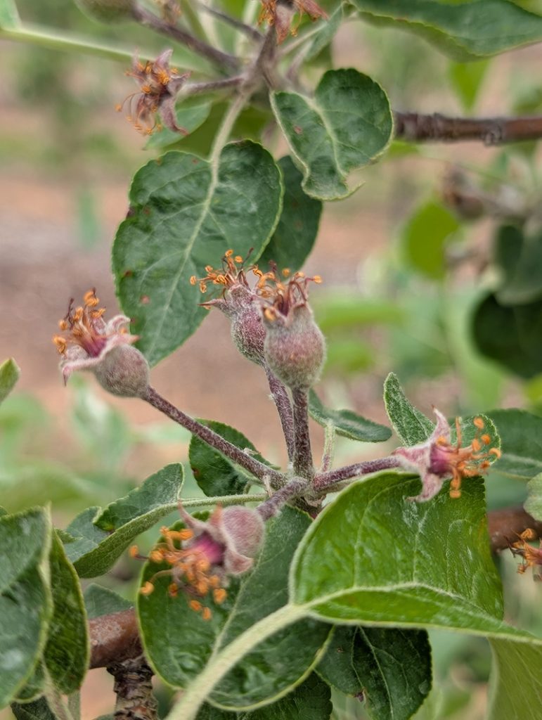 Notes from the Field: A Grower’s Perspective – Erin Warner #2