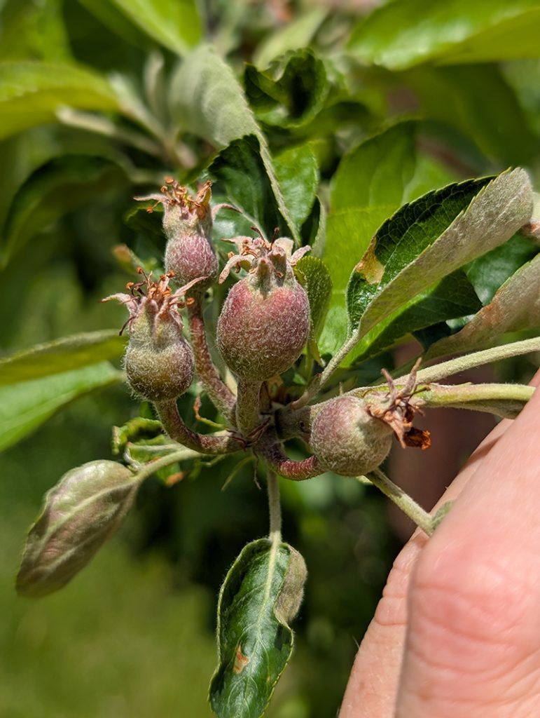 Cluster of young 6-8 mm Honeycrisp apple fruitlets with fuzzy skin and dried flower parts attached.