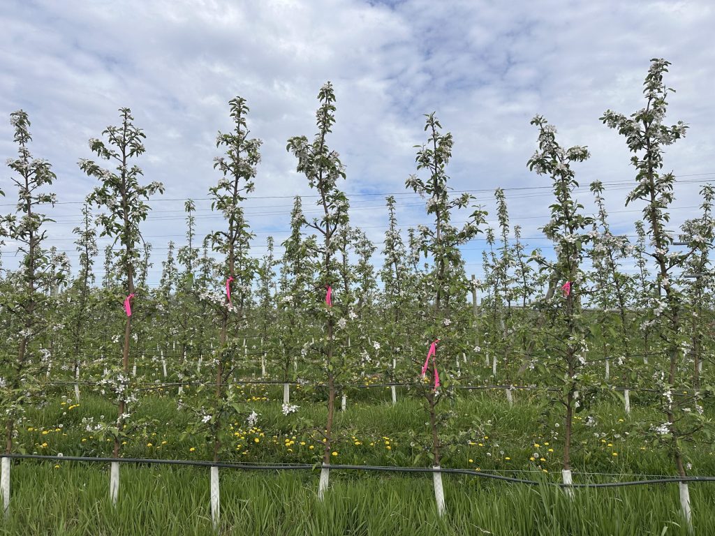 A New Tool for Predicting Apple Fruit Set After Thinning Sprays
