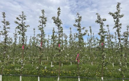 A New Tool for Predicting Apple Fruit Set After Thinning Sprays