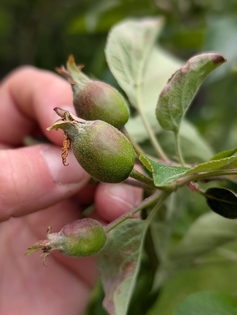 Young 10-12mm Ida Red apple fruitlets with deep green surface and slight red blush on developing fruit.