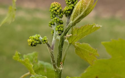Petiole Sampling for Determining Fertilization Needs in Cold-Climate Grapes