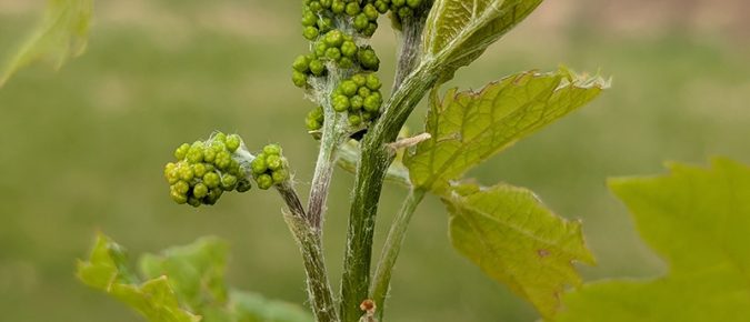 Petiole Sampling for Determining Fertilization Needs in Cold-Climate Grapes