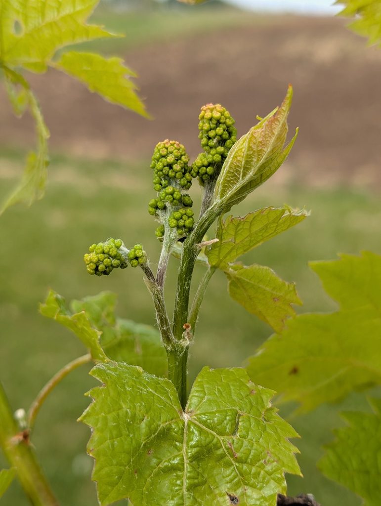 La Crescent grapevine shoot with multiple small green clusters and unfolding leaves, showing early fruit development on trellised vine.
