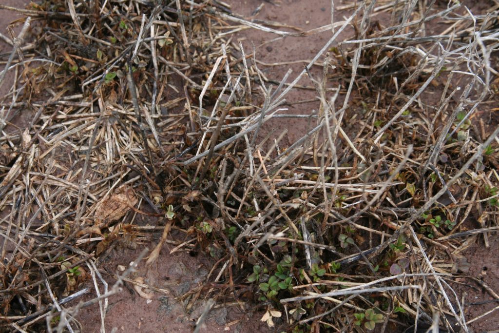 Dead, brittle alfalfa stems surround a few stunted green shoots emerging from the base, showing severe winter injury.