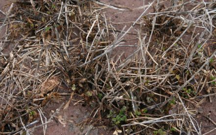 Understanding Alfalfa Winterkill: What to watch for