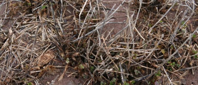 Understanding Alfalfa Winterkill: What to watch for