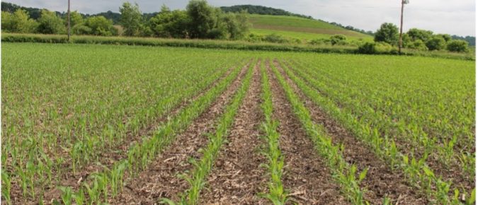 Four Ways to Efficiently Manage Nitrogen When Costs are High