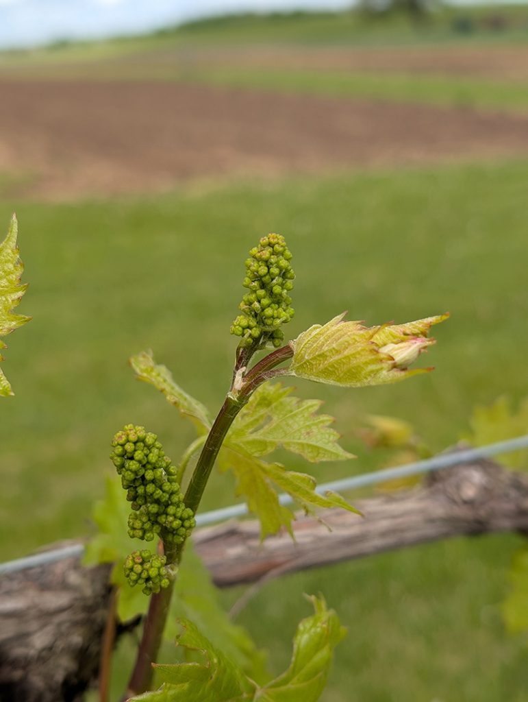 Marquette grapevine shoot with compact green flower clusters and newly unfolding leaves on a trellised vine.