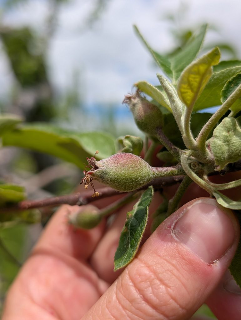 Elongated 6-8mm McIntosh apple fruitlets with fuzzy skin and attached flower remnants.