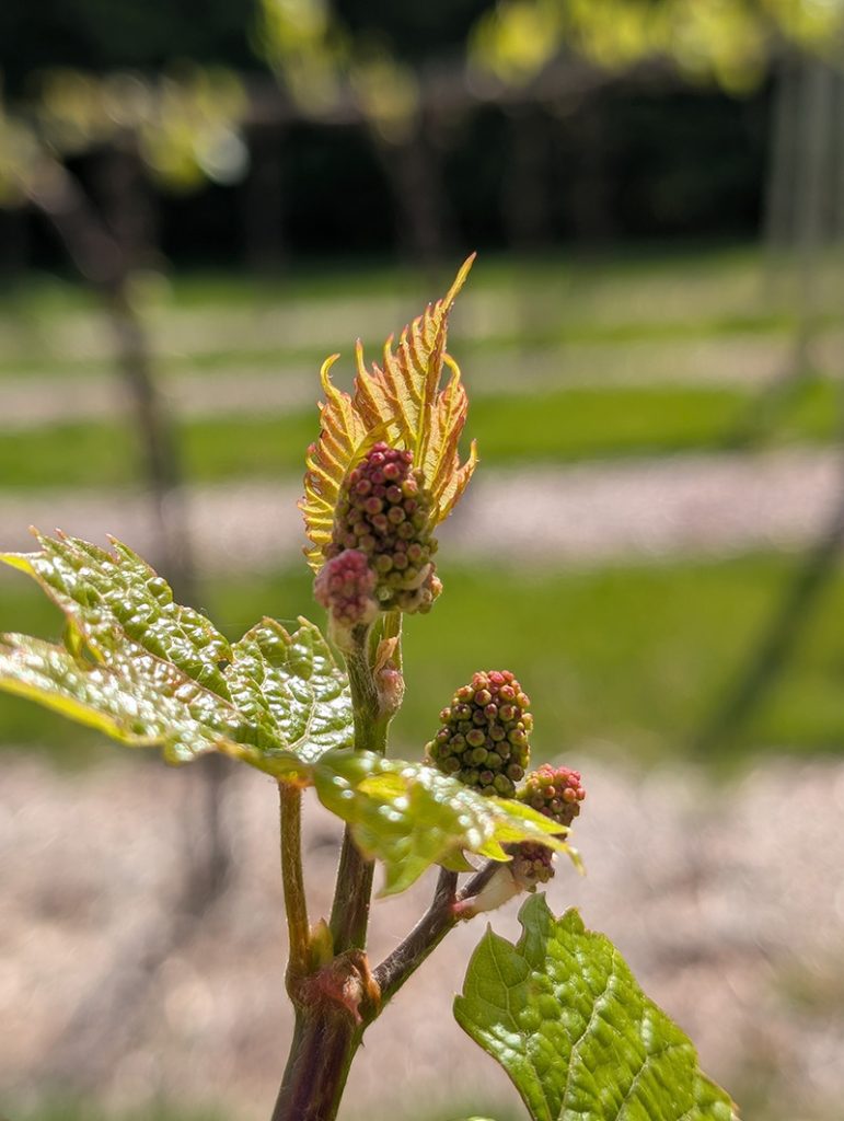 Petite Pearl grape clusters with reddish-green developing berries and newly emerged leaves on an upright vine shoot in a vineyard row.