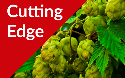 Field Notes: Hops, May 2026