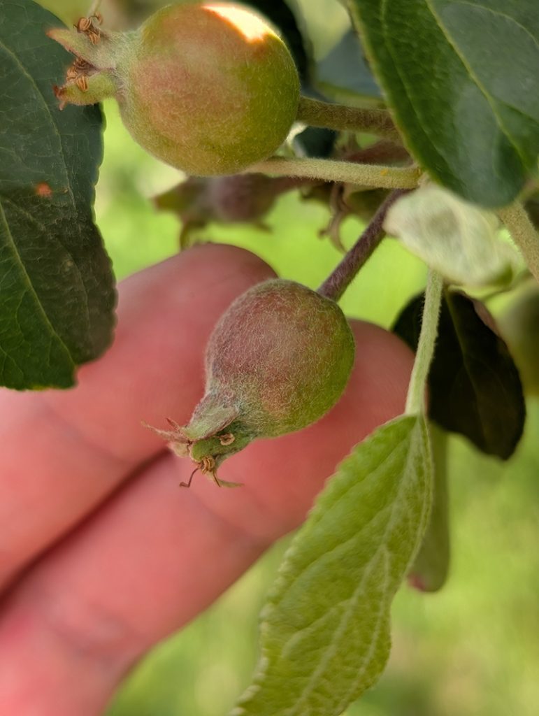 Young 10-12mm Zestar apple fruitlets with fuzzy surface and slight red blush on developing fruit.