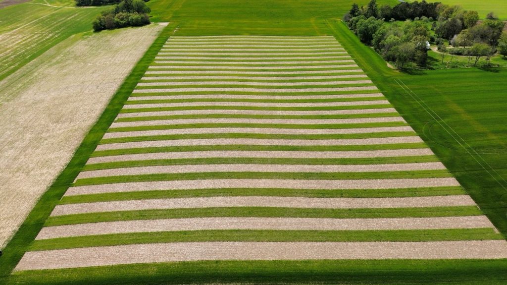 An aerial view of a research field showing a striped pattern of alternating green cover crop bands and light brown soil bands.