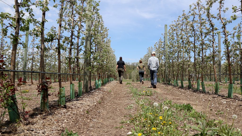 Thinning Apple Trees After a Frost Event: What to Do and When