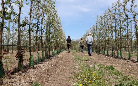 Thinning Apple Trees After a Frost Event: What to Do and When