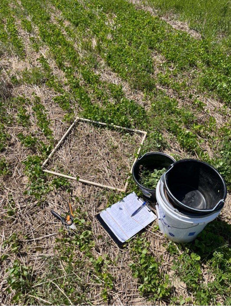 A white square sampling frame lies on a green field next to a clipboard, a pen, pruning shears, and plastic buckets for collecting biomass.