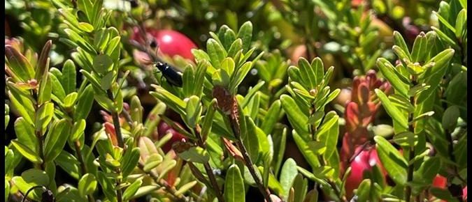 Cranberry Flea Beetle Control On the Marsh with Capsanem/Casea Nematodes