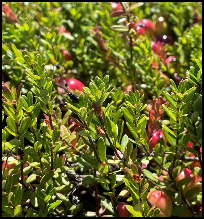 Systena frontalis on vaccinium macrocarpon