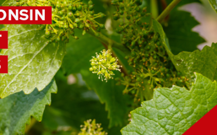 Wisconsin Vineyard Update – May 8, 2026: Post-Freeze Disease Management