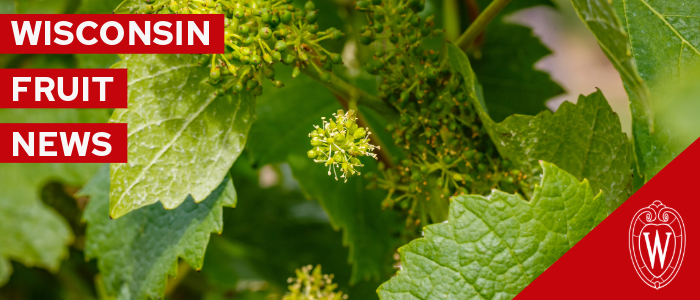 Wisconsin Vineyard Update – May 8, 2026: Post-Freeze Disease Management