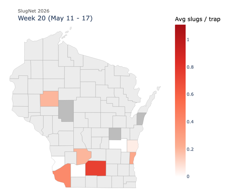 Wisconsin county map for SlugNet during May 11–17 showing average slugs per trap, with highest counts in southern counties.