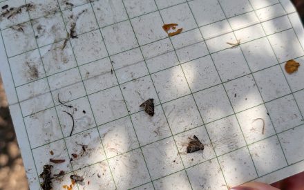 Fruit Insect Report – June 17, 2026