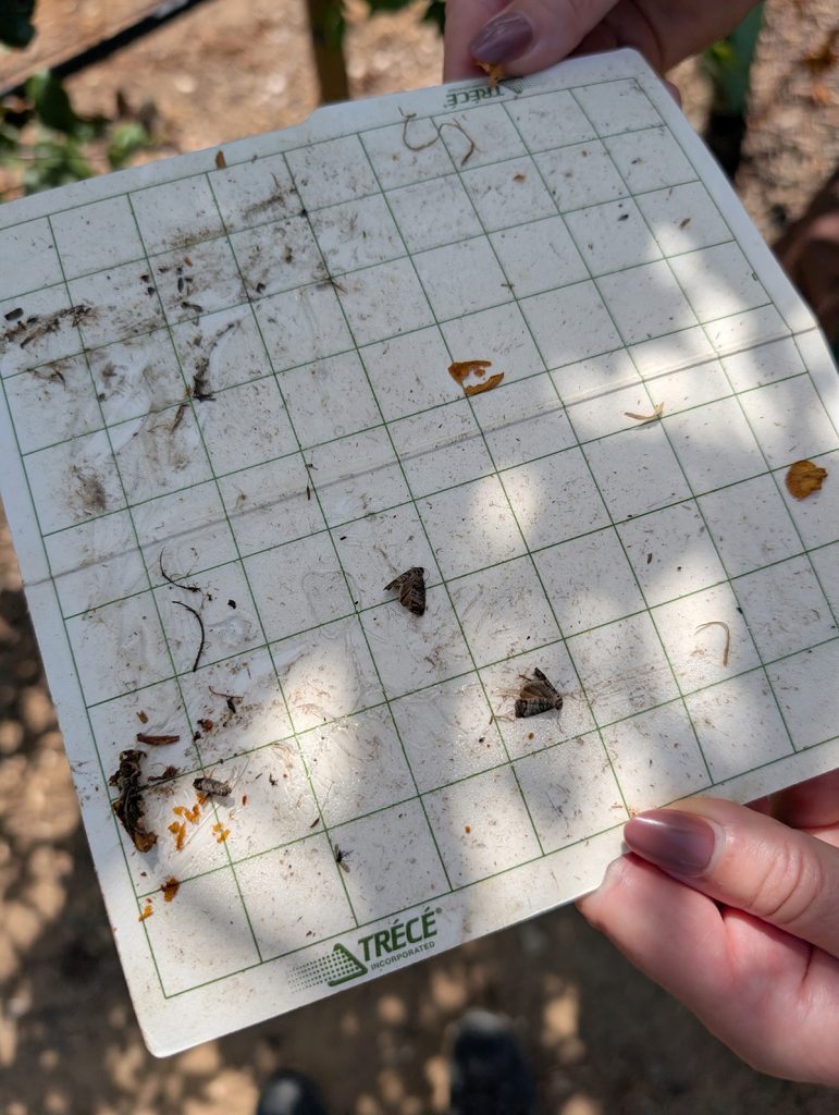 Fruit Insect Report – June 17, 2026